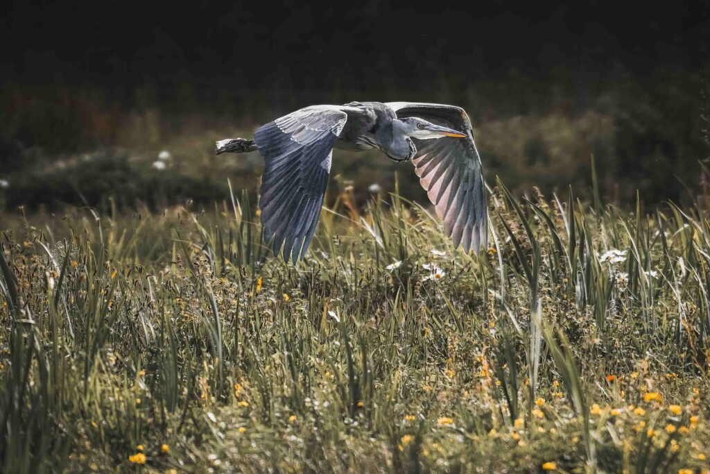 Heron at Brockholes Nature Reserve